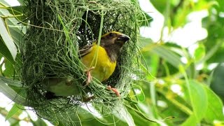 WEAVER BIRD  SUPERFAST NEST BUILDING BY BAYA WEAVER [upl. by Raama]