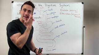 Overview of the Digestive System [upl. by Larret211]