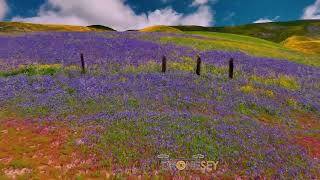 Carrizo Plain Superbloom 2023 Lupine and Yellow Flowers [upl. by Ermeena729]