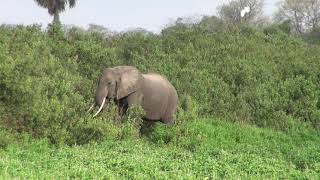 Elephants in a green Selous NP [upl. by Queridas417]