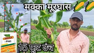 स्पेशल मक्का मूरघासासाठी बियाणे🌽🌽😳😳15 फूट उंच डेकाल्ब9141dekalb 9141 [upl. by Adachi]