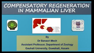 Compensatory Regeneration in Mammalian Liver [upl. by Yrennalf]