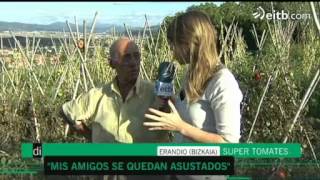 Tomates naturales ¡de tres kilos [upl. by Erialc]