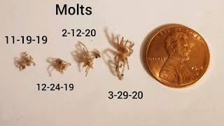 Homoeomma Chilensis sling 8 months growth rate [upl. by Parker]