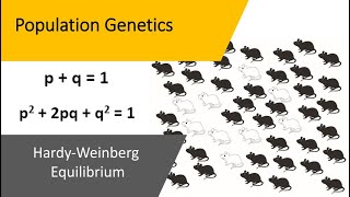 Population Genetics  Hardy Weinberg Equilibrium [upl. by Haleelahk]