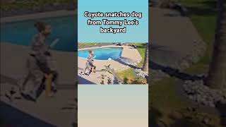 Coyote snatches dog from Tommy Lee‘s backyard [upl. by Maretz]