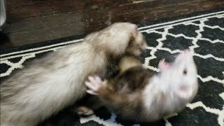 Male Ferrets and their First Dominance Wrestle [upl. by Pharaoh]