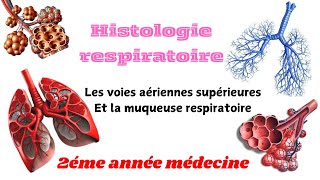 HISTOLOGIE RESOIRATOIRELes voies aériennes superieurs la muqueuse respiratoire 2éme année médecine [upl. by Katerina]