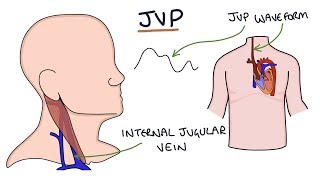 Understanding Jugular Venous Pressure JVP [upl. by Nevs]