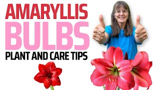 How to Plant and Care for Amaryllis Bulbs  and Get Rid of Houseplant Pests [upl. by Nylarad999]