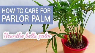 How To Care For Parlor Palm Chamaedorea elegans  Neanthe Bella Palm Care Tips [upl. by Mahtal432]