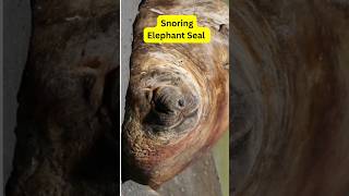 Elephant Seal Snoring shorts seal animals snoring [upl. by Netram]