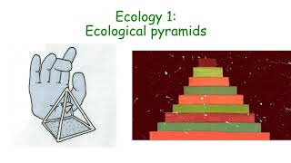 CCEA GCSE Biology ecology and ecological pyramids [upl. by Lucey213]