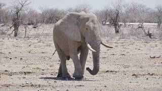 Wild Namibia Etosha Elephants [upl. by Nilrak]