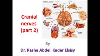 CNS Anatomy lec 5  cranial nerves part 2 [upl. by Holofernes]