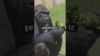 Doğanın Devleri Gorillerin Büyüleyici Dünyası animals wildlife hayvanlar doğa vahşidoğa [upl. by Ahsaeyt]