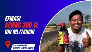 EFIKASI HERBISIDA KERING 300 SL 100 MLTANGKI DI DESA MARGA AGUNG KABUPATEN LAMPUNG SELATAN [upl. by Gorrian98]