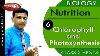 Chlorophyll and Photosynthesis  Nutrition  Biology  Science  Class 10 [upl. by Annait967]