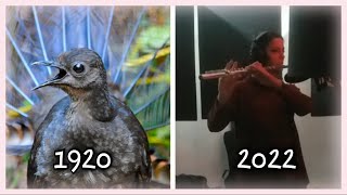 100 years later lyrebirds mimicry brought back to the flute [upl. by Cower454]