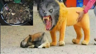 Troll prank funny pets [upl. by Elita710]