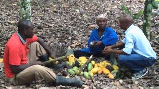 Harvesting and breakingof cocoa pods [upl. by Eisenberg]