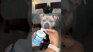 Relaxing Dog Grooming Routine doglover dogtips dogcare doggrooming viral dogs pitbull shorts [upl. by Dagall]