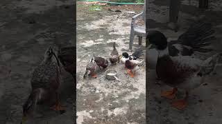 Simply Ducky ducks animallover mrngvibes shorts youtubeshorts short [upl. by Tedd298]