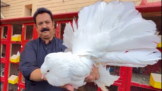 The World Biggest White Pigeon Fancy Kabootar Pigeon Colony in Your Home Hsn Entertainment [upl. by Demahom]