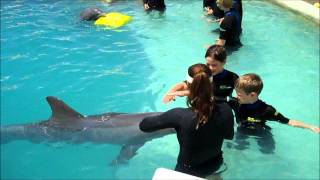 Children Swim with Dolphins Miami [upl. by Aliber]