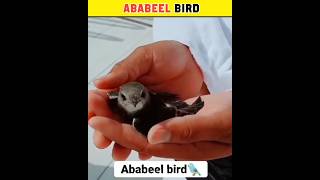 Ababil Bird 🐦  khana kaba ki hifazat wala parinda  shorts makkah shortsfeed viral [upl. by Bocoj]