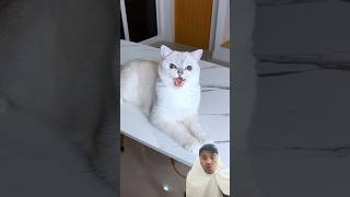 Prince Tom 😂😂 halloween spookycat cat scared funny scaredcats comedy cats funnyanimals [upl. by Einahpets]