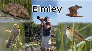 Elmley Nature Reserve Bird Watching July 28th 2024 Canon R7 amp RF 200800mm 4K [upl. by Anelrahs]