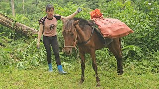 Transport cassava to the farm by horse take care of livestockpigs chickens  Ban Thi Diet [upl. by Rodie]