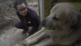 Alluvione salvati 55 cani SantAgata Feltria [upl. by Freeborn]