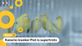 Deze uitgestorven kanariesoort is weer tot leven gewekt [upl. by Machute452]