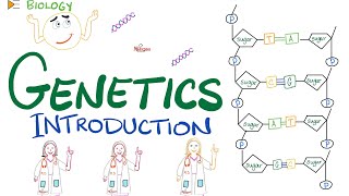 Introduction to Genetics  DNA RNA Genes Nucleosides Nucleotides Transcription Translation [upl. by Ahoufe]