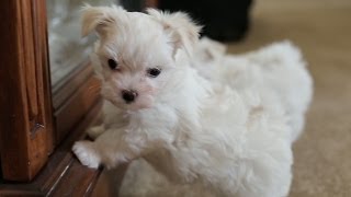 Maltese Puppy Barks At His Own Reflection [upl. by Vivl]