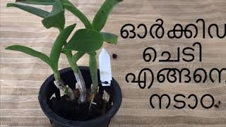 ഓർക്കിഡ്‌ ചെടി എങ്ങനെ നടാഠhow to repot dendrobium orchid in malayalam Ep3 [upl. by Lledroc]