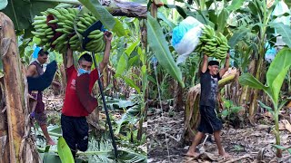 ASÍ SE TRABAJA EN LAS BANANERAS De GUATEMALA”EL TRABAJO MÁS PESADÓ DEL PAÍS 🇬🇹 [upl. by Eibbed]