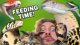 Feeding VENOMOUS Snakes [upl. by Broderic]