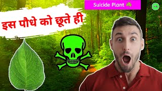 Most Dangerous Plant In The World  Gympie Gympie  Suicide Plant ☘️ gyantechnolgy [upl. by Ytsirhc]