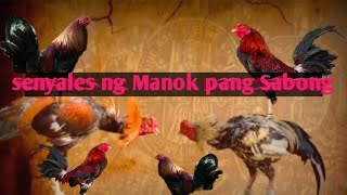 Kaliskis Ng Manok Pang Sabong Na matatag puan sa Paa ng Manok [upl. by Earas]