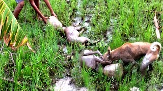 Dog Fight in India 2017  Latest Shocking Video that you before did not seen [upl. by Amora377]