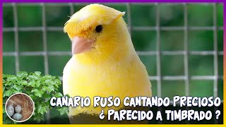 CANARIO RUSO CANTANDO PRECIOSO ¿PARECIDO A TIMBRADO 🦜 [upl. by Venator18]