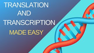 Basic Steps of Translation and Transcription [upl. by Ahsaeyt]