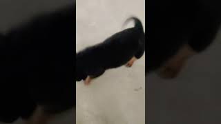 Rottweiler puppies dog please like subscribe [upl. by Eulalie]