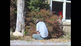 Pruning of Red Laceleaf Japanese Maple 1 [upl. by Ydnat]