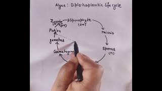 Life cycle of algaeAlternation of generationTypes of life cycle [upl. by Richter874]