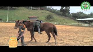 Carabineros  curso de preparadores equinos  policiadecolombia [upl. by Ress555]