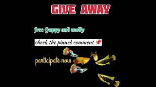 😱Give away guppy😍 and molly guppies aquarium shortvideos mollies aquascape fish [upl. by Carney]